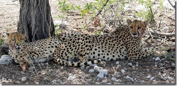 Cheetah pair 7729