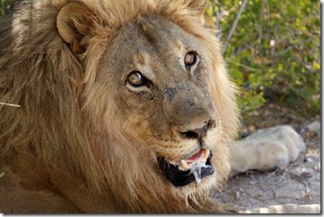 Lion male head 7887